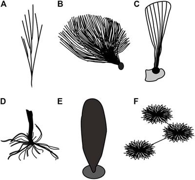 Evolution of Holdfast Diversity and Attachment Strategies of Ediacaran Benthic Macroalgae